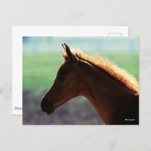 Bob Langrish   Chestnut Arab Foal backlit Headshot Postcard