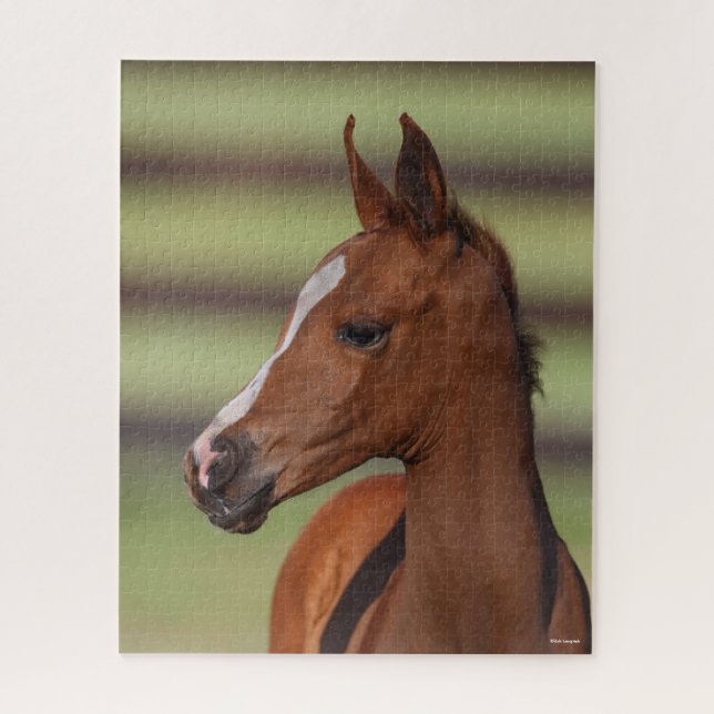 Bob Langrish | Chestnut Arab Foal Headshot Jigsaw Puzzle (Vertical)
