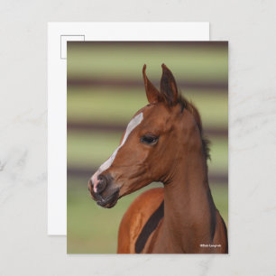 Bob Langrish   Chestnut Arab Foal Headshot Postcard