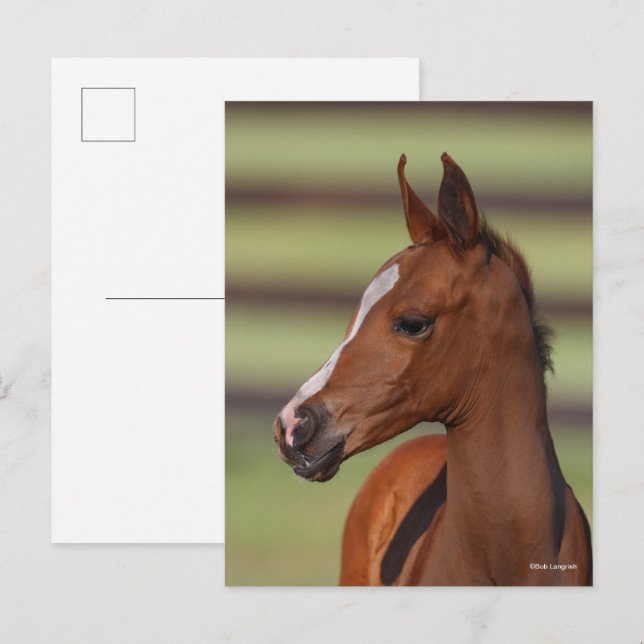 Bob Langrish | Chestnut Arab Foal Headshot Postcard (Front/Back)