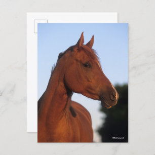 Bob Langrish   Chestnut Arab Headshot Postcard