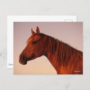 Bob Langrish   Chestnut Arab Horse Headshot Sunset Postcard