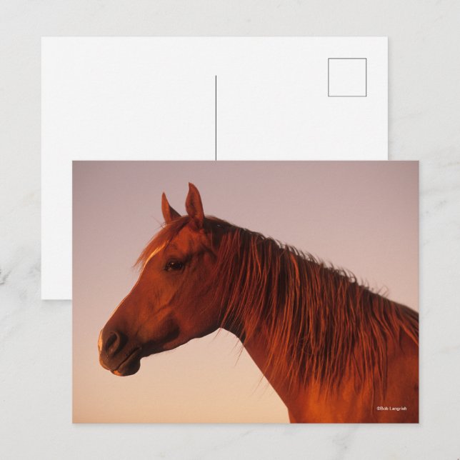 Bob Langrish | Chestnut Arab Horse Headshot Sunset Postcard (Front/Back)