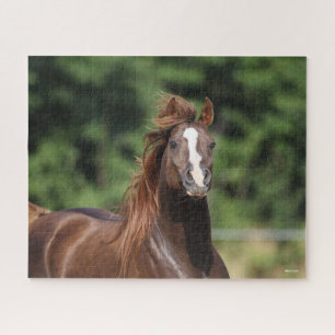 Bob Langrish Chestnut Arab Stallion Headshot Jigsaw Puzzle