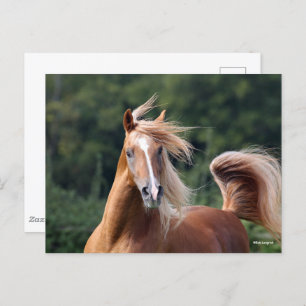 Bob Langrish   Chestnut Arab Stallion Headshot Postcard