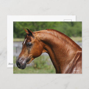 Bob Langrish   Chestnut Arab Stallion headshot Postcard