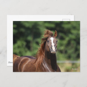 Bob Langrish   Chestnut Arab Stallion Headshot Postcard
