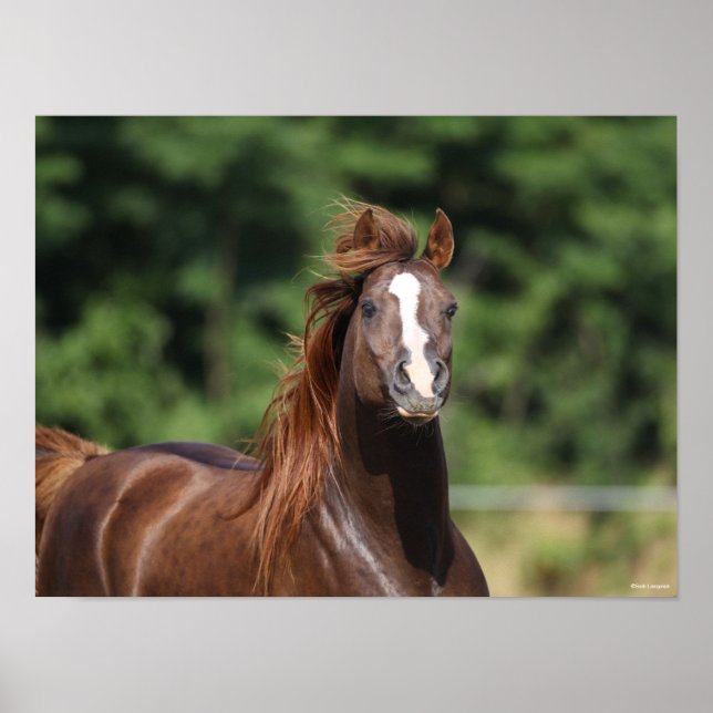 Bob Langrish | Chestnut Arab Stallion Headshot Poster (Front)
