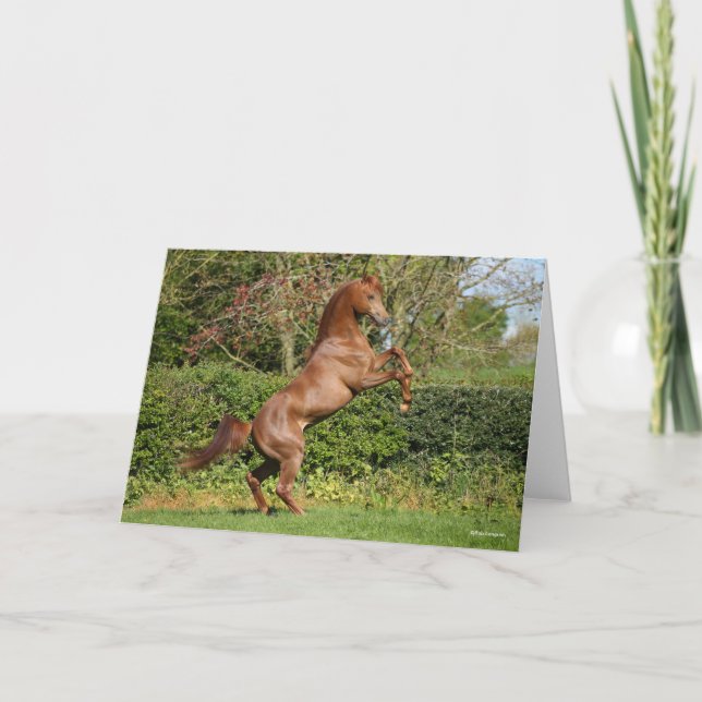 Bob Langrish | Chestnut Arab Stallion Rearing Card (Front)