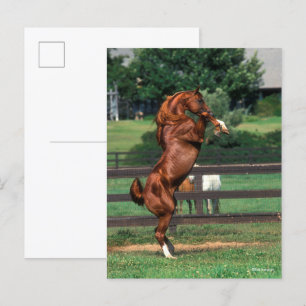 Bob Langrish Chestnut Arab Stallion Rearing Postcard