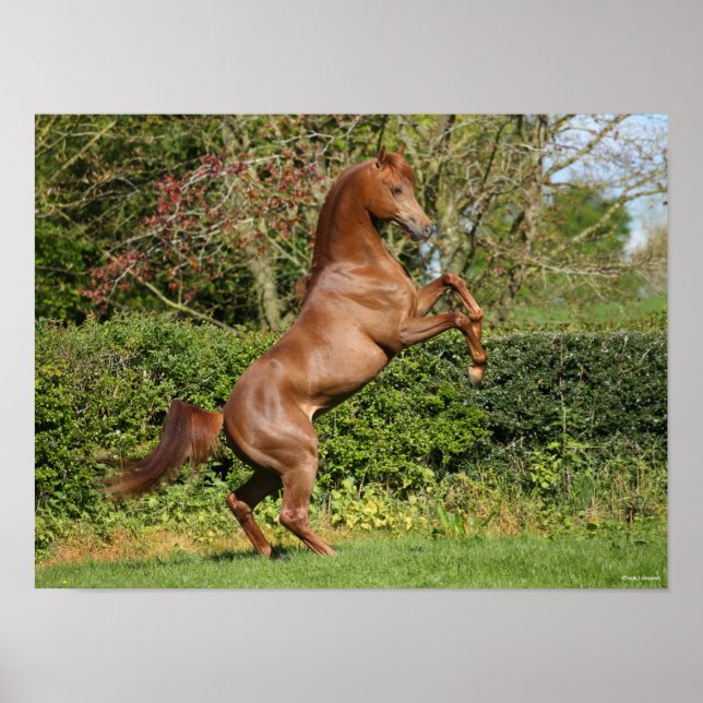 Bob Langrish | Chestnut Arab Stallion Rearing Poster (Front)