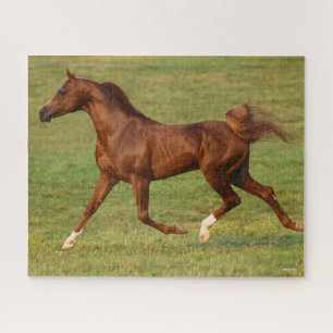 Bob Langrish   Chestnut Arab Stallion Running Jigsaw Puzzle