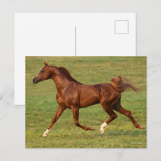 Bob Langrish | Chestnut Arab Stallion Running Postcard (Front/Back)