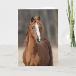 Bob Langrish   Chestnut Hackney Pony headshot Card
