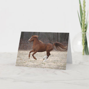 Bob Langrish   Chestnut Hackney Pony Running Card