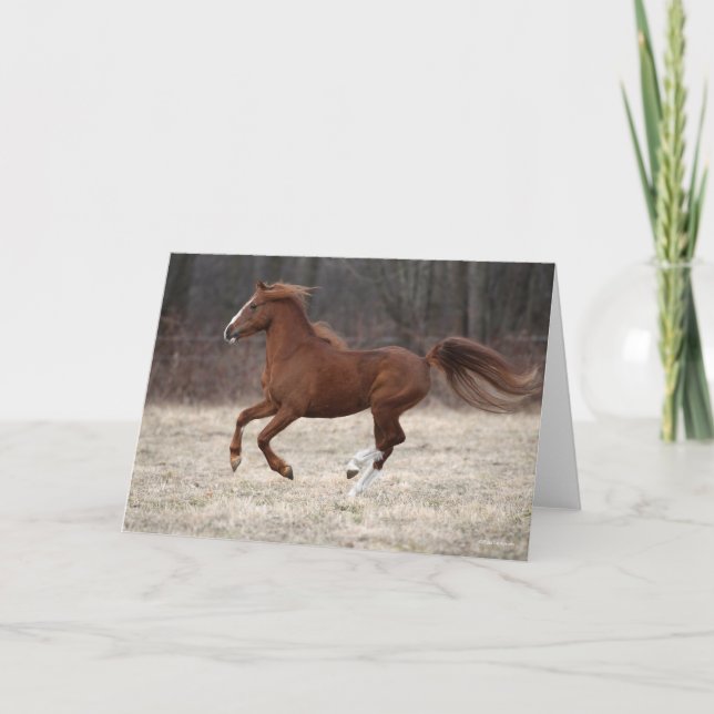 Bob Langrish | Chestnut Hackney Pony Running Card (Front)