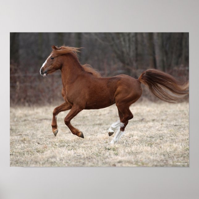 Bob Langrish | Chestnut Hackney Pony Running Poster (Front)