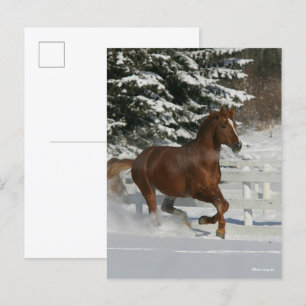 Bob Langrish Chestnut Horse Running In The Snow Postcard