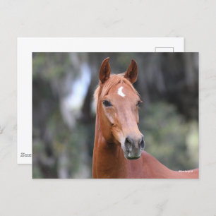 Bob Langrish   Chestnut Oldenburg Headshot Postcard