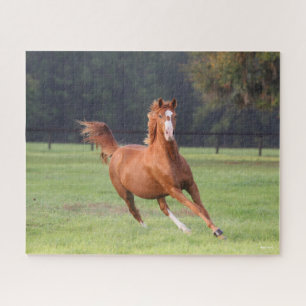 Bob Langrish   Chestnut Oldenburg Running Jigsaw Puzzle