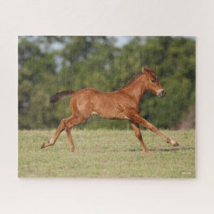 Bob Langrish   Chestnut Quarter Horse Foal Running Jigsaw Puzzle