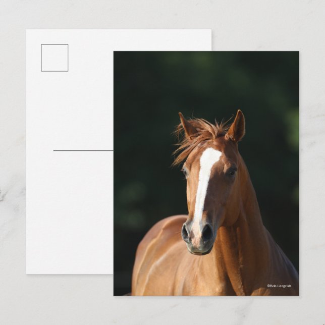 Bob Langrish | Chestnut Quarter Horse Headshot Postcard (Front/Back)