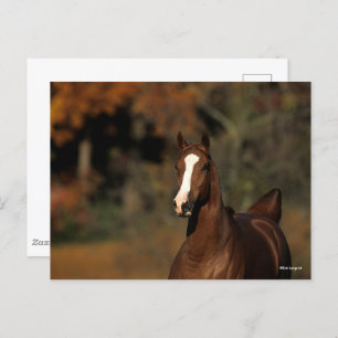 Bob Langrish   Chestnut Thoroughbred Headshot Postcard