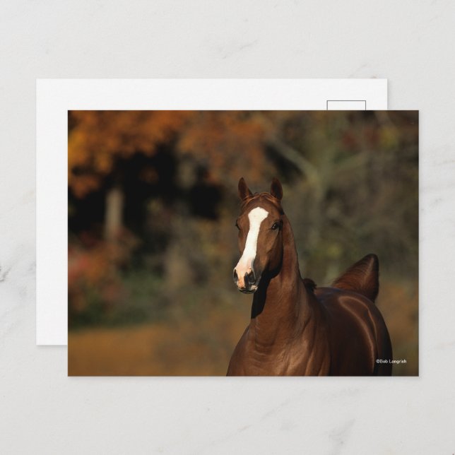 Bob Langrish | Chestnut Thoroughbred Headshot Postcard (Front/Back)