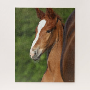 Bob Langrish Chestnut Warmblood Foal Headshot Jigsaw Puzzle