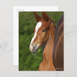 Bob Langrish   Chestnut Warmblood Foal Headshot Postcard
