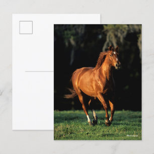 Bob Langrish Chestnut Warmblood Mare Running Postcard