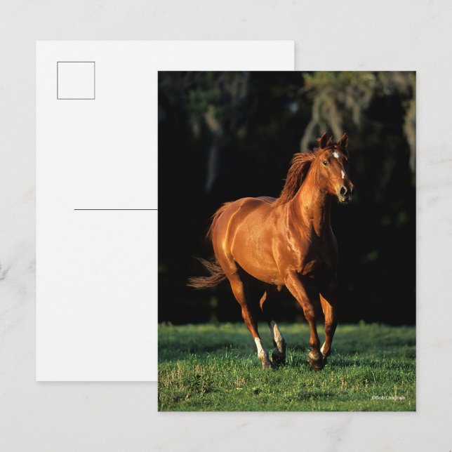 Bob Langrish | Chestnut Warmblood Mare Running Postcard (Front/Back)