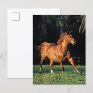 Bob Langrish Chestnut Warmblood Mare Running Postcard