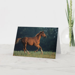 Bob Langrish   Chestnut Warmblood Running Card