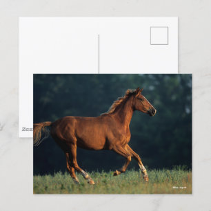 Bob Langrish Chestnut Warmblood Running Postcard
