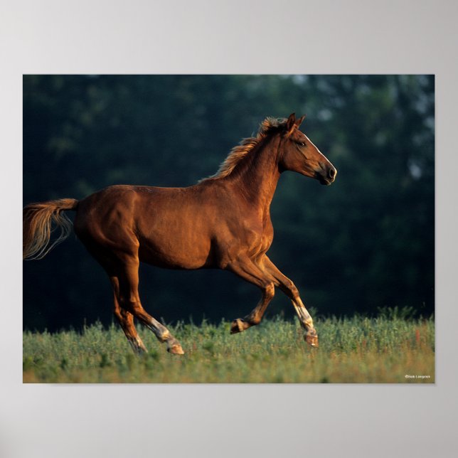 Bob Langrish | Chestnut Warmblood Running Poster (Front)