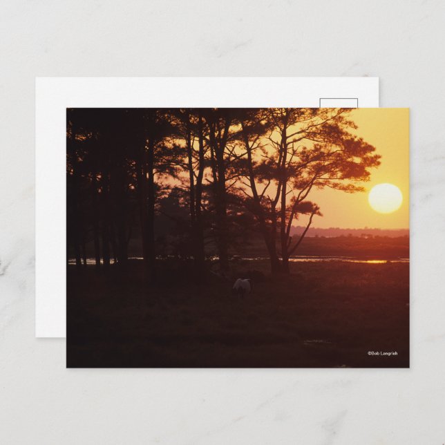Bob Langrish | Chincoteague Grazing Sunset Postcard (Front/Back)