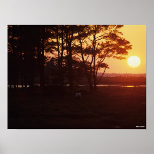 Bob Langrish Chincoteague Grazing Sunset Poster