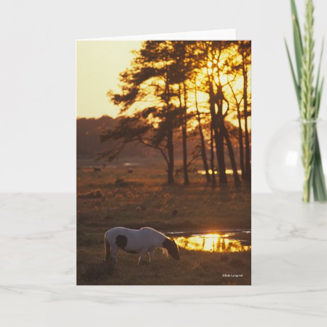 Bob Langrish Chincoteague Horse Grazing At Sunset Card (Front)