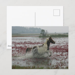 Bob Langrish Chincoteague Horse Running In Water Postcard
