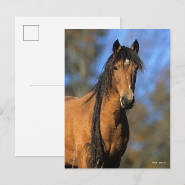 Bob Langrish | Choctaw Pony Headshot Postcard (Front/Back)