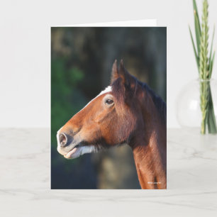 Bob Langrish   Clydesdale headshot Card