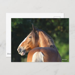 Bob Langrish Clydesdale Horse headshot Postcard