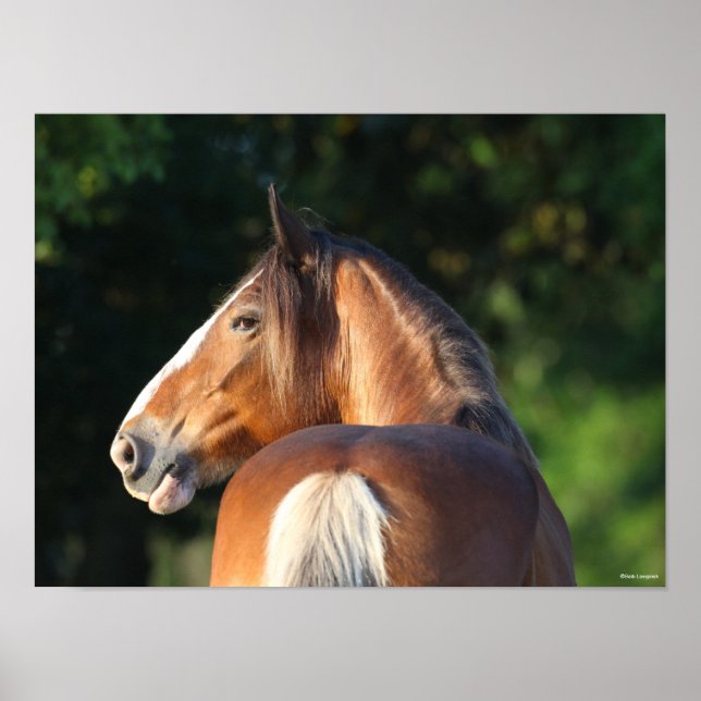 Bob Langrish | Clydesdale Horse headshot Poster (Front)