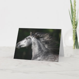 Bob Langrish   Dapple Grey Andalucian headshot Card