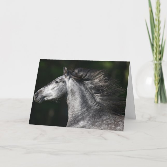 Bob Langrish | Dapple Grey Andalucian headshot Card (Front)