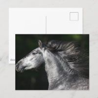 Bob Langrish | Dapple Grey Andalucian headshot