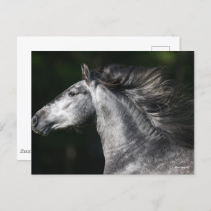 Bob Langrish   Dapple Grey Andalucian headshot Postcard