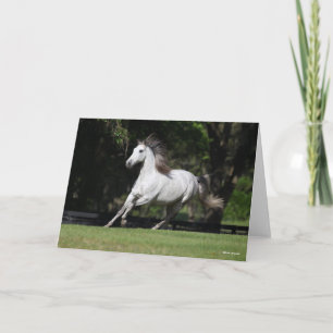 Bob Langrish   Dapple Grey Andalucian Running Card