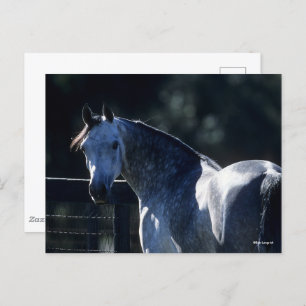 Bob Langrish   Dapple Grey Arab Headshot Backlit Postcard